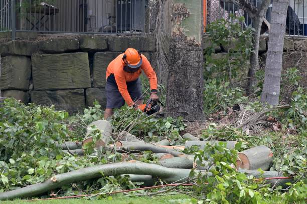 Best Tree Root Removal  in Bath, PA